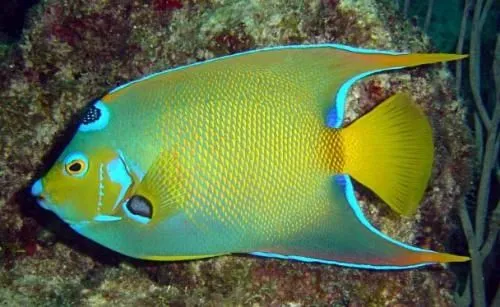 Peces exoticos de agua dulce - Imagui