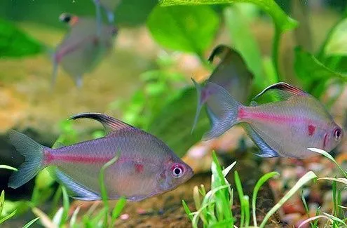 peces exoticos de agua dulce para pecera - | Peces de todas las ...