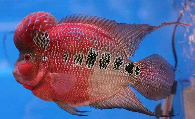 Los peces Flowerhorn