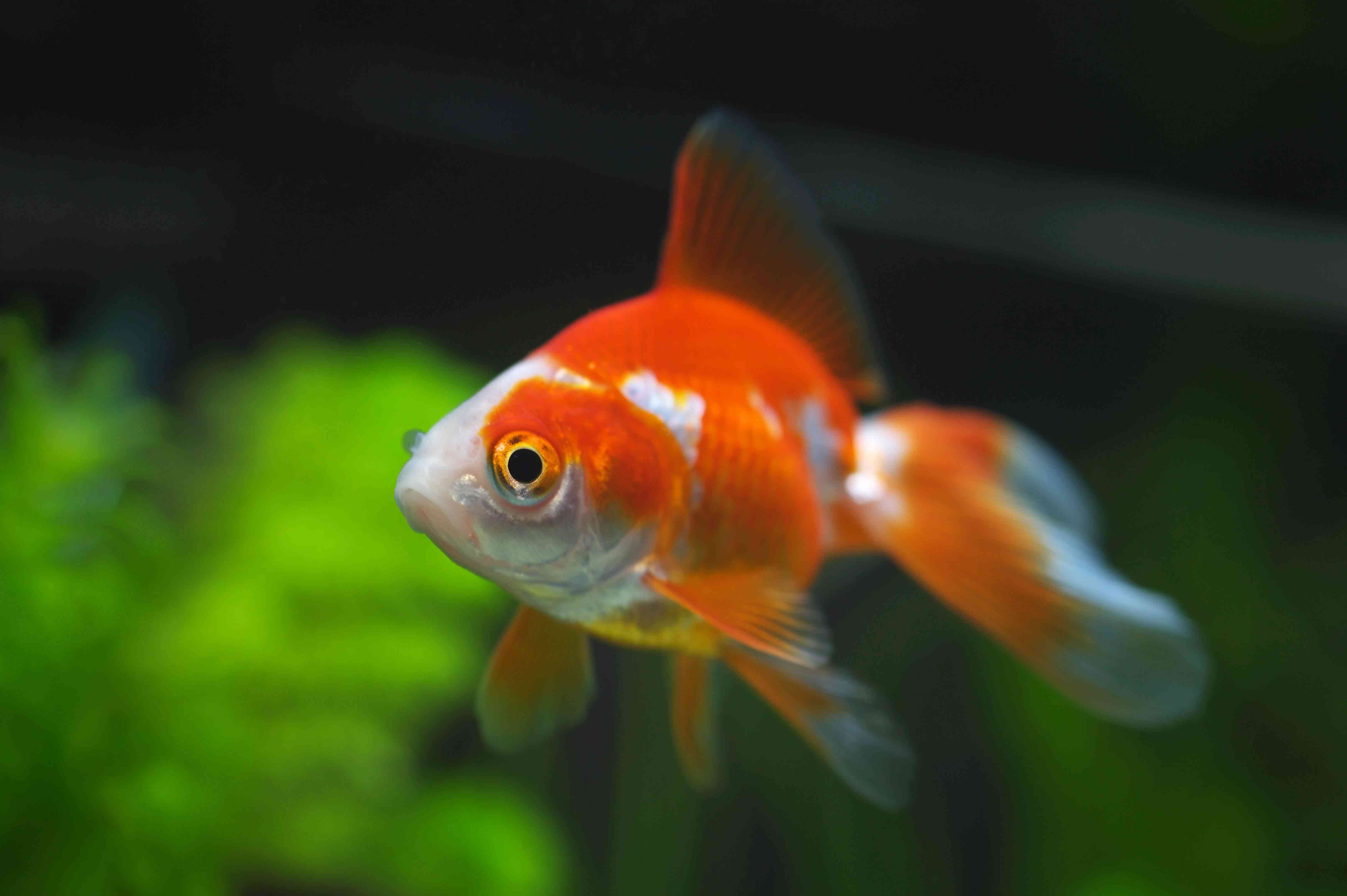 Los peces ideales para tu acuario - Mascotalia