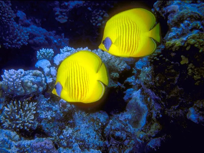 Estos son peces se llaman peces ángel son omnivoros comen de todo ...