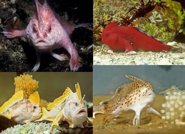 Peces con Manos,14 Especies descubiertas. - ÚLTIMAS NOTICIAS new