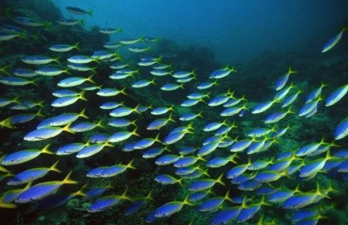 Los peces en el mar - Imagui