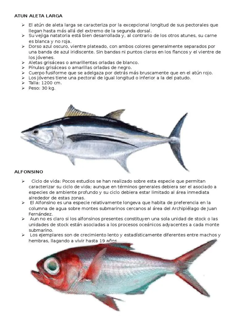 Peces Del Mar Peruano | PDF | Atún | Pescado