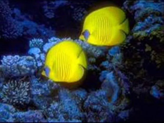 Peces marinos y tropicales around the world on Vimeo