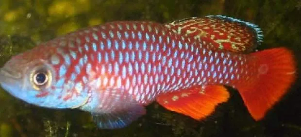 Los peces que nacen con la lluvia, en peligro de extinción ...