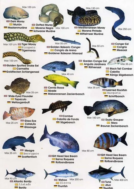 Nombres peces - Imagui