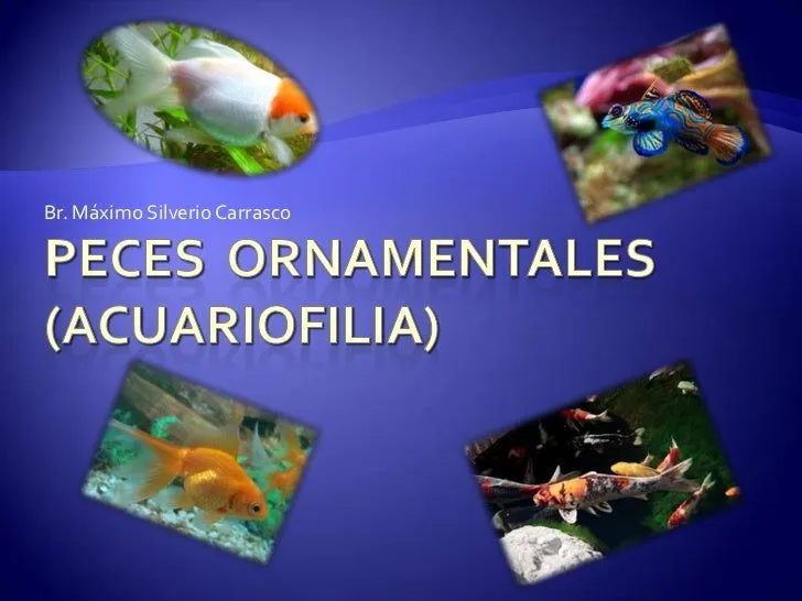 Peces ornamentales