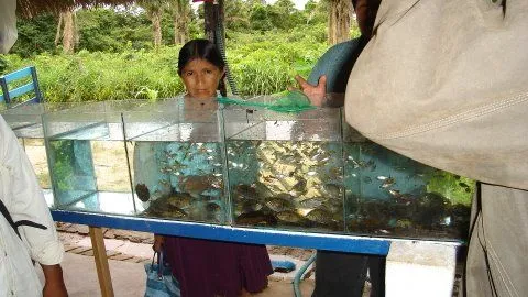 Peces Ornamentales Nativos de Bolivia: Peces Ornamentales Nativos ...