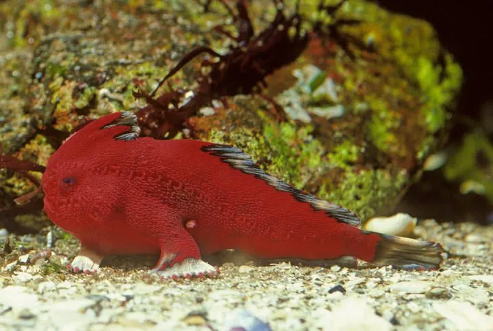 Peces pequeños, habitualmente muy llamativos y coloreados ...