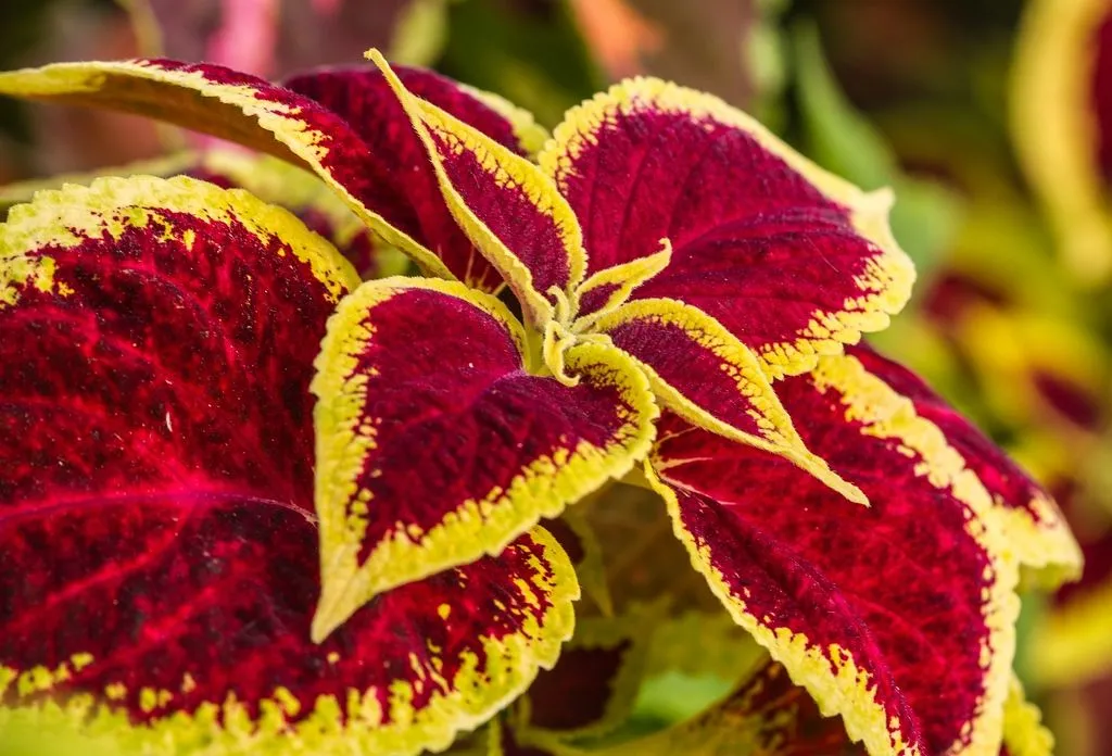 Peces y plantas ornamentales: Coleus Blumei - Cóleo