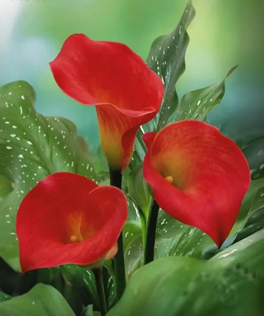 Peces y plantas ornamentales: Zantedeschia Aethiopica - Cala