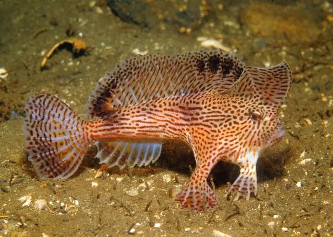 Peces con "manos" (Brachionichthydae) ~ Naturaleza Insólita