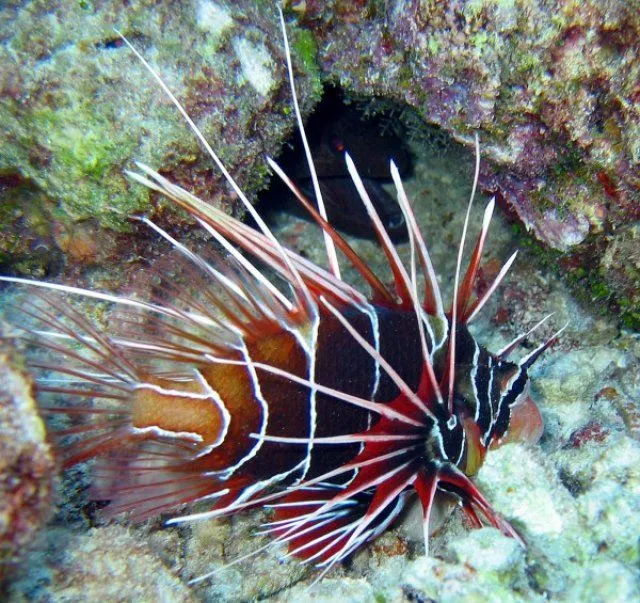 Peces raros - Taringa!