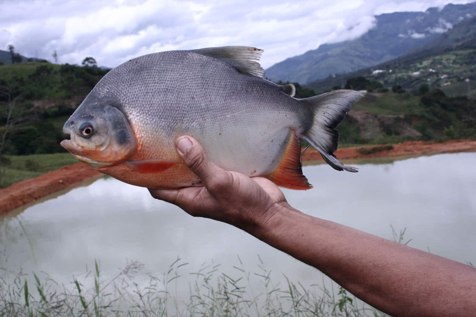 PECES DE RIO | 25 especies, características y clasificación