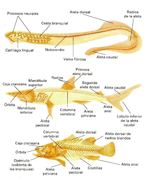 Z • Peces • “sus características” | EnciclopediA Animal 2