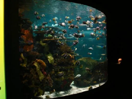 estos son los peces tropicales - Picture of Ripley's Aquarium ...