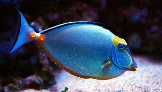 Animales Marinos: Peces