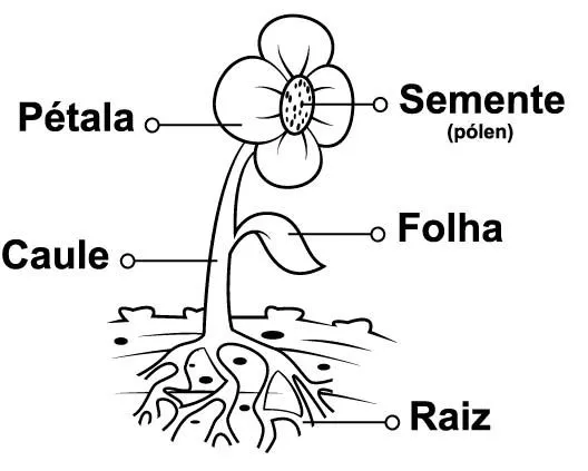 Pedagógiccos: Partes da flor