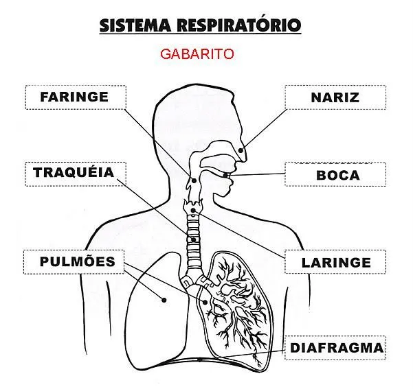 Pedagógiccos: Sistema respiratório