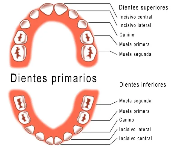 Pedro Vásquez Málaga: Los Dientes: Clases, Tipos y Funciones