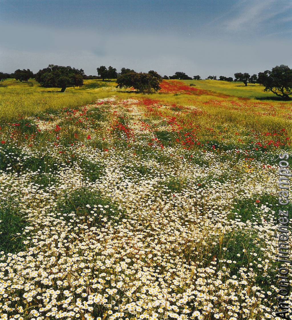 pedroches de margaritas y amapolas antonio jimenez campos - Artelista.