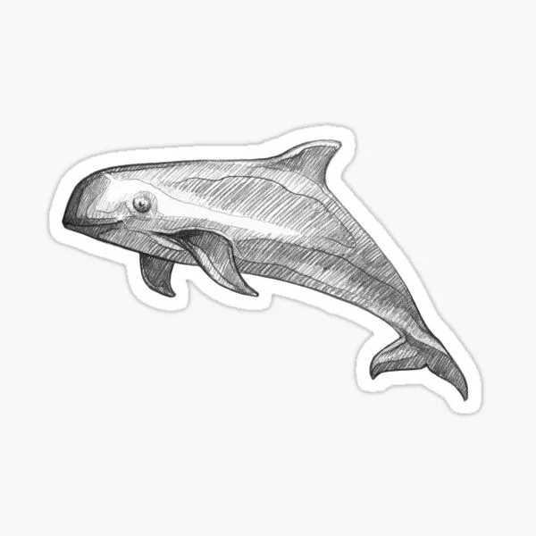 Pegatina for Sale con la obra «Ballena Vaquita - Ilustración de arte -  Bosquejo de línea de lápiz monocromático - Dibujo de MadliArt» de MadliArt  | Redbubble