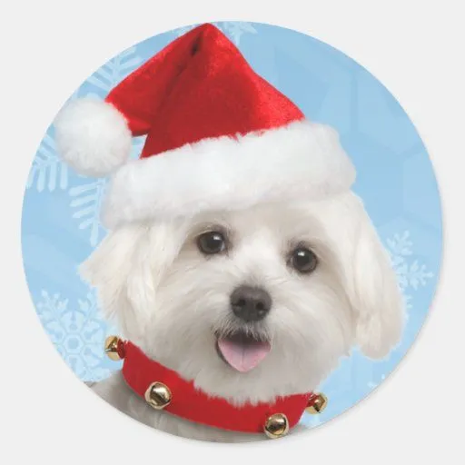 Pegatinas malteses del navidad del perrito etiqueta redonda | Zazzle