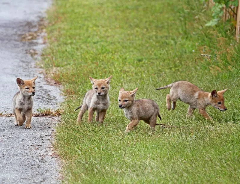 Peggy Collins Photography: Baby Coyotes