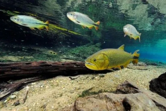 Peixes de água doce do Brasil - principais espécies, distribuição ...