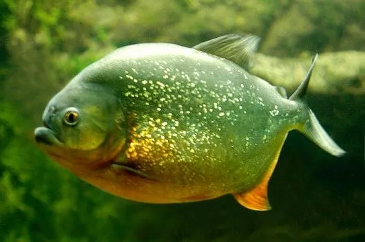 Peixes de água doce do Brasil - Piranha Preta (Serrasalmus ...