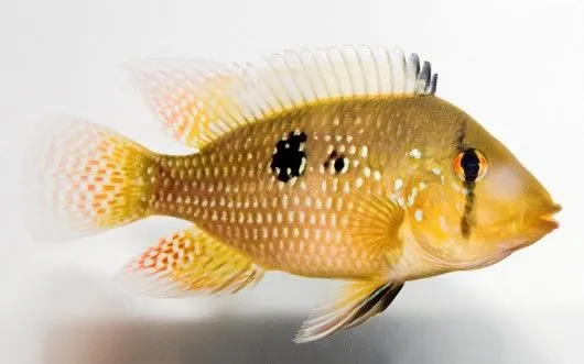 Peixes de água doce do Brasil - Acará (Geophagus brasiliensis ...