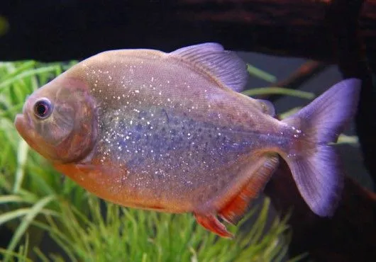 Peixes de água doce do Brasil - Piranha Vermelha (Pygocentrus ...