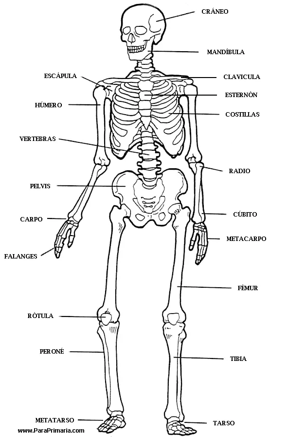 PEKES BRILLANTES : El cuerpo humano