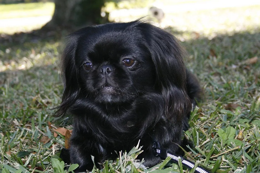 pekines | Cuidar de tu perro es facilisimo.