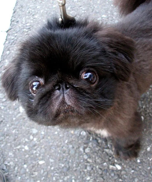 pekines | Cuidar de tu perro es facilisimo.