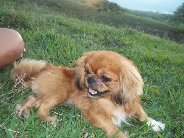 UN PEKINES EN TU VIDA | Pasa, Mira y Descubre…