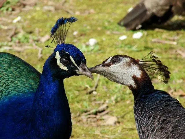 PELANDO LA PAVA | fotos de Mascotas y animales