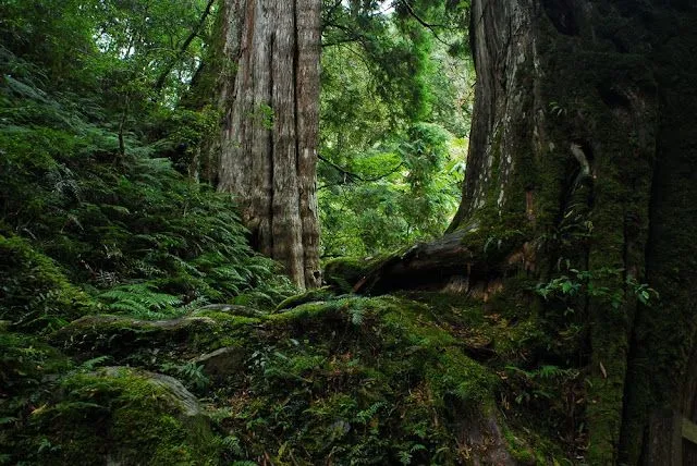 Pele Blog's: En el foco A DAY WHEN WALK ON A JUNGLE TRAIL de Andy