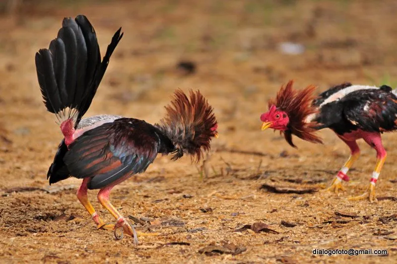 Pelea de Gallos, Cuba 2011 - Animal & Insect Photos - Fotos de Cuba