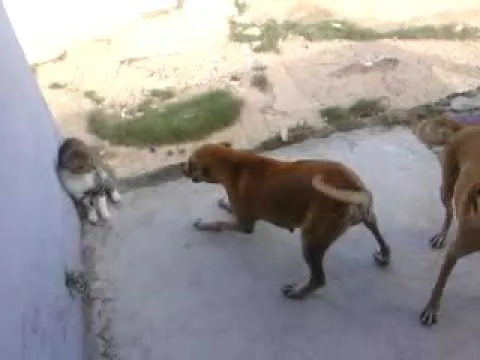 pelea de gatos y perros - YouTube