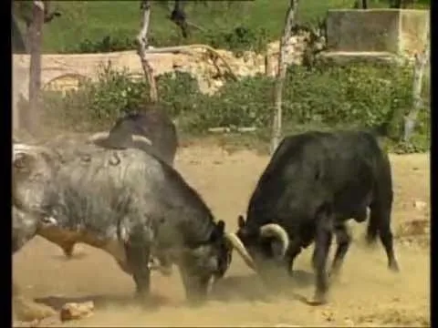 Pelea de Toros "lucha a muerte" - YouTube