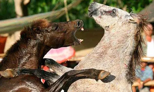 Peleas de caballos | SoS!!!! Yo tambien soy un ser vivo