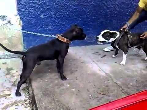 Peleas Callejeras de Perro - YouTube