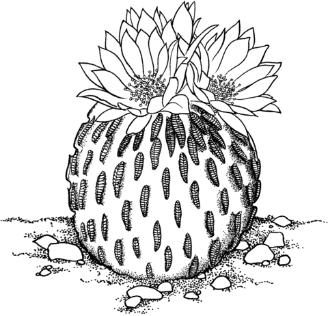 Pelecyphora Aselliformis or Peyotillo Cactus coloring page | Super ...