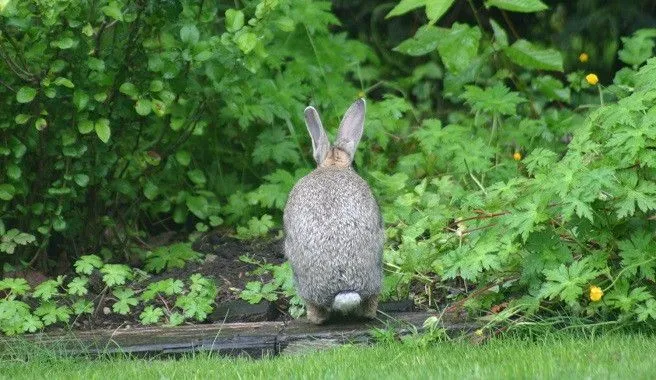 Peligros para los conejos que viven en el exterior de la casa