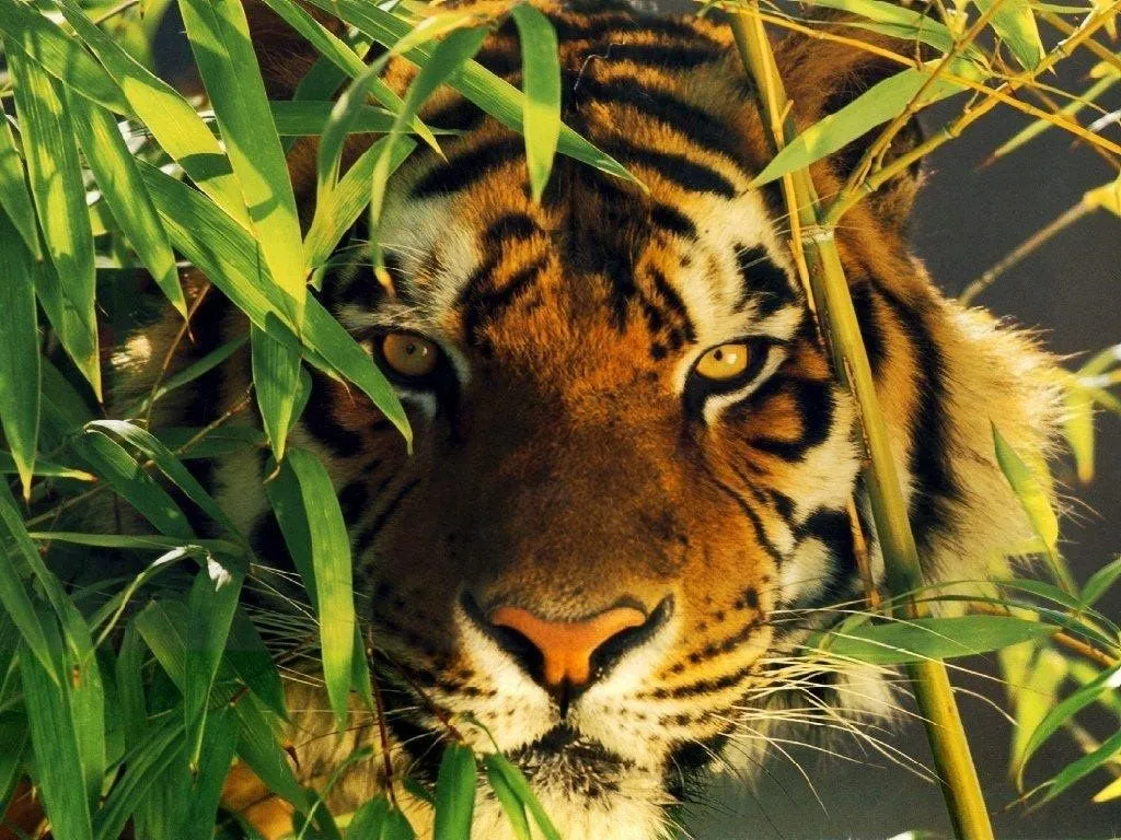  ... peligrosa. Pocos animales habrá más bellos que el tigre de bengala