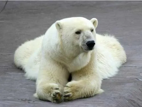 Por qué el pelo del oso polar es blanco? | Blogodisea