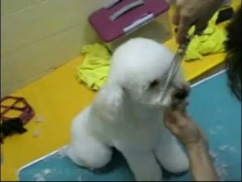 Peluqueria canina para french poodle - Imagui