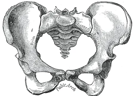 La pelvis para pintar - Imagui